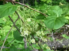 Large-leaved Spindle thumbnail 4