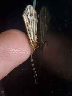 Clistoronia flavicollis thumbnail 2