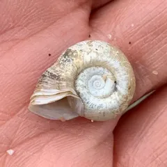 Bellmouth Ramshorn thumbnail 3