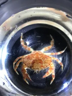 Furrowed Rock Crab thumbnail 2
