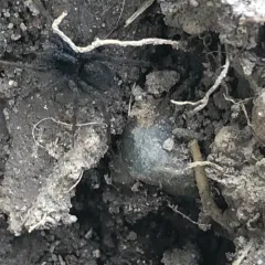 Vancouver Thin-legged Wolf Spider thumbnail 2