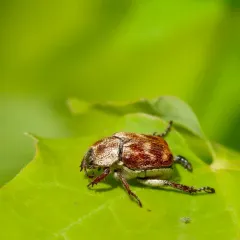 Three-lined Hoplia thumbnail 4