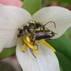 Vancouver Flower Longhorn Beetle thumbnail 1