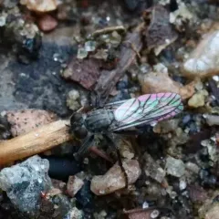 Lasiopogon currani thumbnail 1