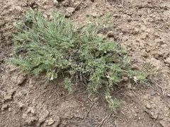 Peck's Milkvetch thumbnail 2