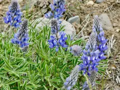 Wyeth's Lupine thumbnail 3