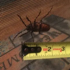 California Root Borer thumbnail 2