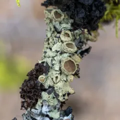 Mountain Candlewax Lichen thumbnail 3