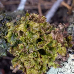 Broad Wrinkle Lichen thumbnail 2
