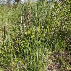 Prairie Junegrass thumbnail 4
