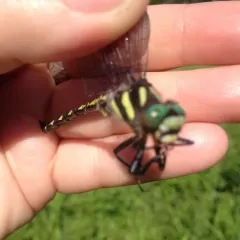 Delta-spotted Spiketail thumbnail 3