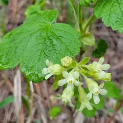 sticky currant thumbnail 2