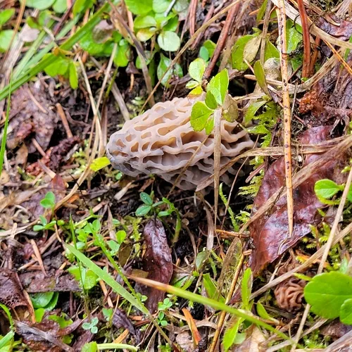 Natural Black Morel