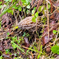 Natural Black Morel thumbnail 1