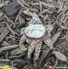 Hygroscopic Earthstar thumbnail 4