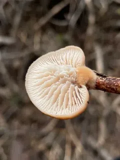 Lentinellus montanus thumbnail 3
