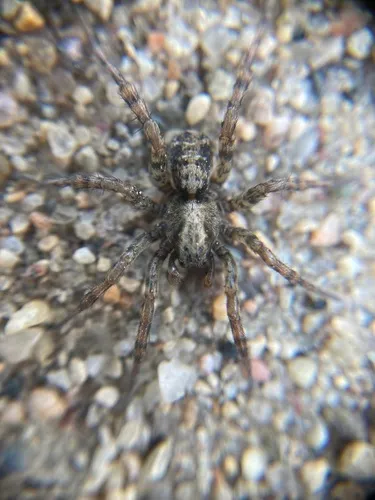 Emerton's Wolf Spider