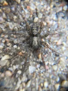 Emerton's Wolf Spider thumbnail 1