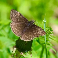 Juvenal's Duskywing thumbnail 3