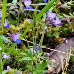 Giant Blue-eyed Mary thumbnail 3