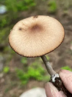 Psathyrella subpurpurea thumbnail 1