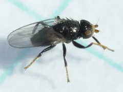 Chaetochlorops inquilinus thumbnail 1