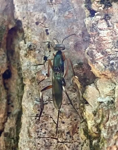 Metapelma spectabilis
