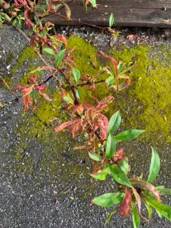 Peach Leaf Curl thumbnail 3