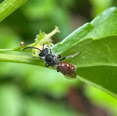 Buttercup Blood Bee thumbnail 4