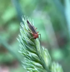 Chironomus ochreatus thumbnail 4