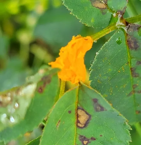 Multiflora rose rust