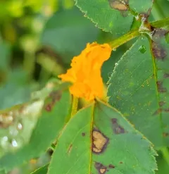 Multiflora rose rust thumbnail 1