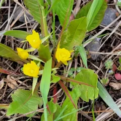 diffuseflower evening primrose thumbnail 2