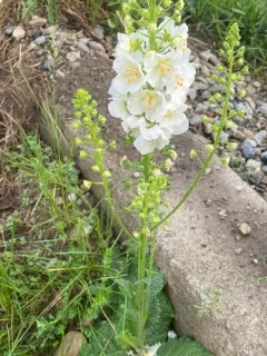 Purple Mullein thumbnail 3