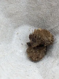 Gloiodon strigosus thumbnail 1
