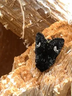 Small Dark Yellow Underwing thumbnail 4
