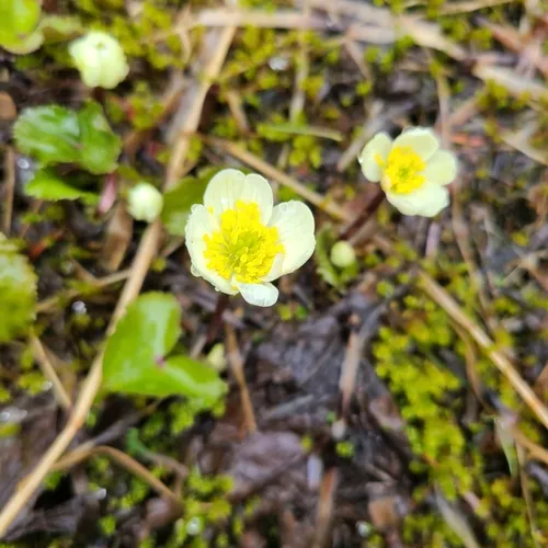 elkslip marsh-marigold