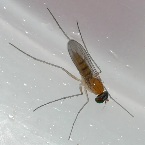 Neurigona aldrichii