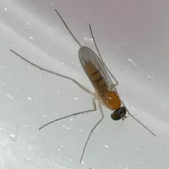 Neurigona aldrichii thumbnail 1