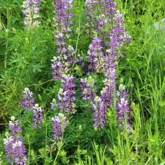 Riverbank Lupine thumbnail 2