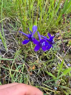 Slim Larkspur thumbnail 3
