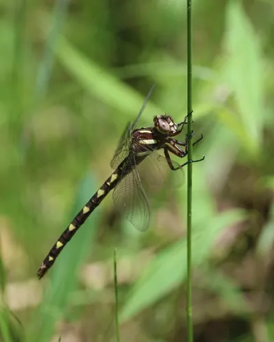 Brown Spiketail