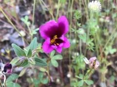 Kellogg's monkeyflower thumbnail 4