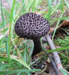 Strobilomyces confusus thumbnail 3