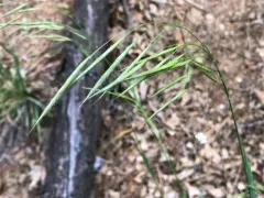 Chinook brome thumbnail 1