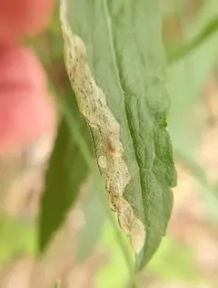 Phytomyza solidaginophaga thumbnail 2