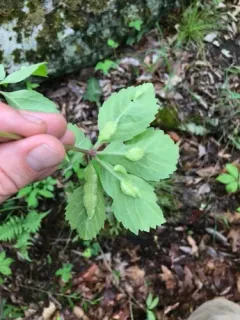 Dasineura parthenocissi thumbnail 2