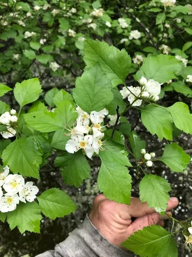 Biltmore Hawthorn