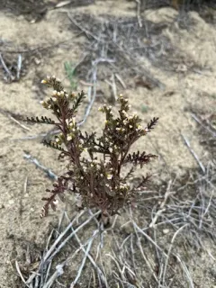 Sticky Phacelia thumbnail 3