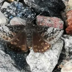 Dreamy Duskywing thumbnail 4
